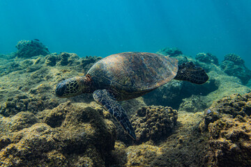Fototapeta premium Oahu, Hawaii, Sea Turtle