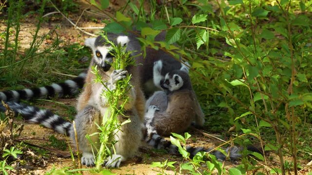 Close up of ring-tailed lemur monkeys sitting around on a rock  and eating on a sunny summer day