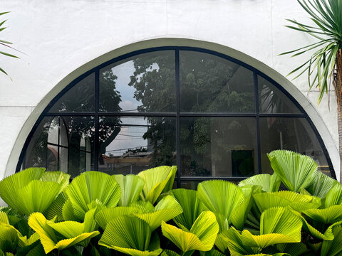 Green tropical ruffled fan palm leaves or known as Licuala Grandis, a common decorative plants with its pleated fan shape leaves used for gardening. Tropical natural plant with arched window and white