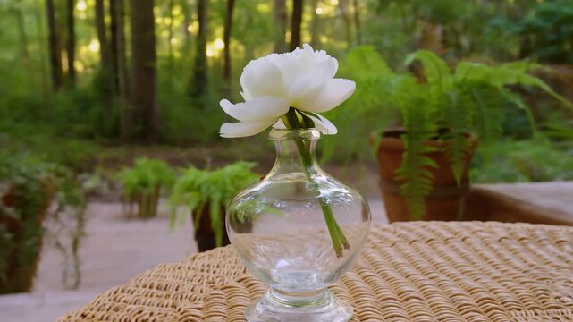 Single white peony in glass vase on wicker patio amid sunlit forest greenery
