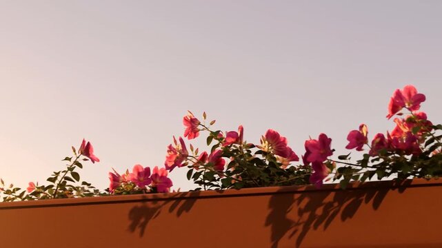 Warm sunset light over pink blooming flowers in a terracotta planter