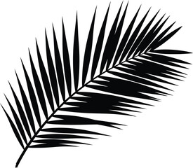 Fototapeta premium Black and white illustration of a palm leaf