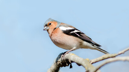 blue tit on a branch © lazalnik