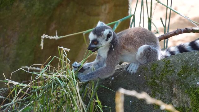 Close up of ring-tailed lemur monkeys sitting around on a rock  and eating on a sunny summer day