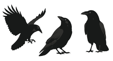 Fototapeta premium Three Black Crows in Different Poses on White Background