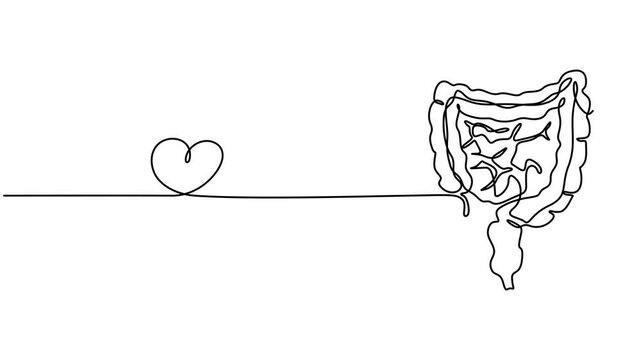 human colon continuous one line drawing animation, Intestines animation continuous one line drawing, Selfie drawing of human intestines by one line on a white background. Esophagus animation