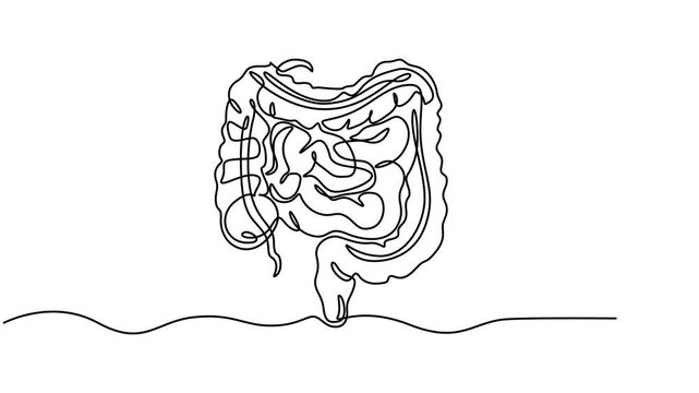 human colon continuous one line drawing animation, Intestines animation continuous one line drawing, Selfie drawing of human intestines by one line on a white background. Esophagus animation