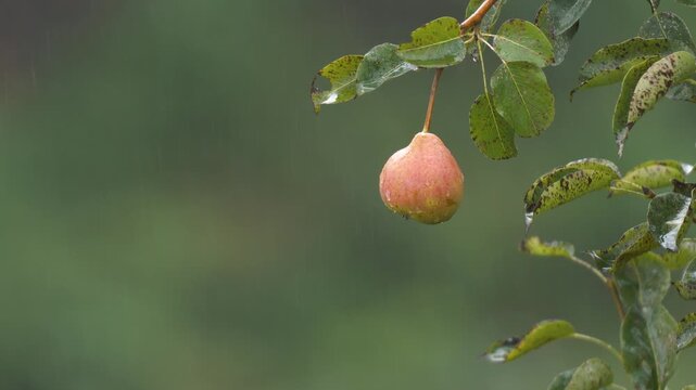 Close-up footage of pear tree and pear fruit in rainy weather.