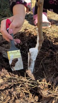 Spring whitewashing of garden fruit trees. A woman paints a tree seedling white. Tree and hand with brush close-up. Vertical video.