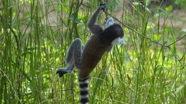 Close up of young ring-tailed lemur monkey sitting around in high grass and eating on a sunny summer day