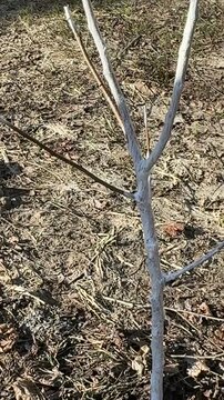 Spring whitewashing of garden fruit trees. A woman paints a tree seedling white. Tree and hand with brush close-up. Vertical video