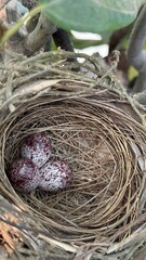 Obraz premium Three tiny speckled eggs rest peacefully inside a natural woven birds nest on a branch