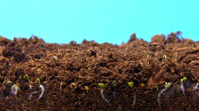 Macro arugula seedlings sprouting from soil, delicate green shoots in orderly rows with visible root hairs and rich brown substrate against cyan backdrop, studiolit scientific atmosphere capturing