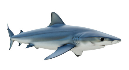 Fototapeta premium A bluegray shark with white underbelly swims on transparent background transparent background
