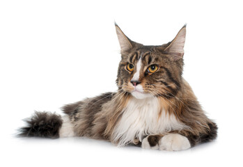 maine coon cat © cynoclub