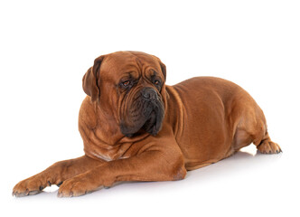 Obraz premium Dogue de Bordeaux
