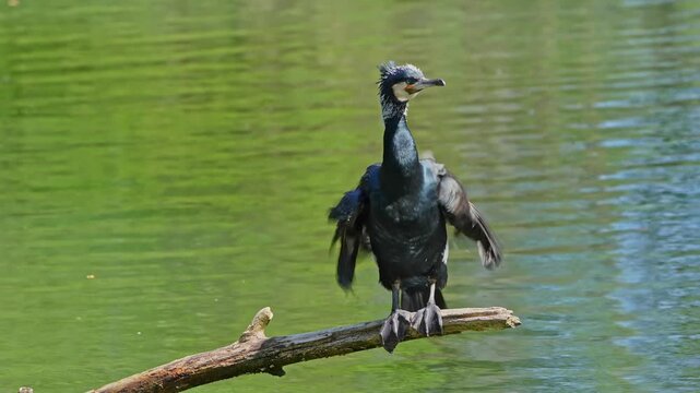 The great cormorant, Phalacrocorax carbo known as the great black cormorant across the Northern Hemisphere, the black cormorant in Australia and the black shag further south in New Zealand