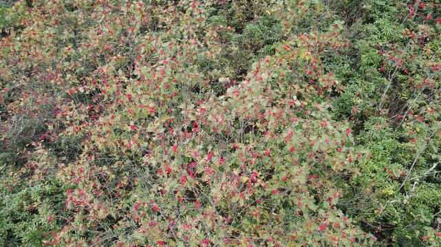 A footage of a rowan tree and its fruits in the forest.