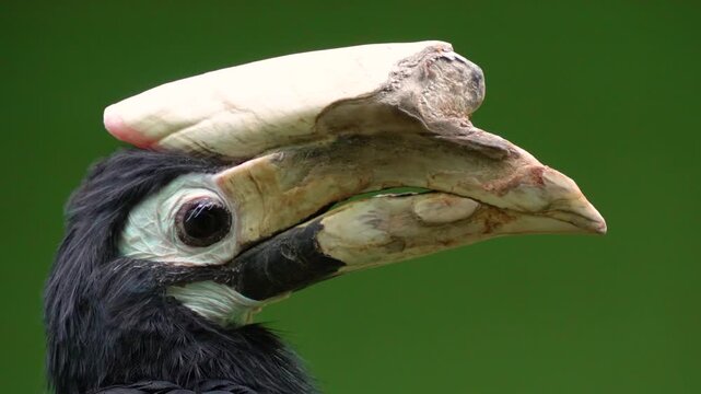 Close up  of a Hornbill bird sitting on a tree branch ona cloudy spring day