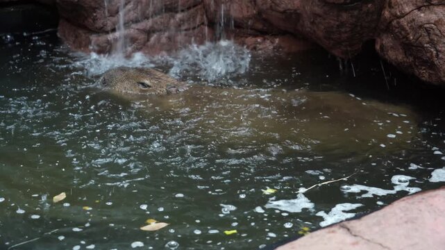 A cute capybara swimming in its private pool
