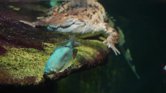 Close up caiman crocodile resting underwater ona rock in a river.