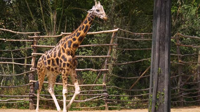 Close up of a giraffe slowly walking around on a sunny day in spring