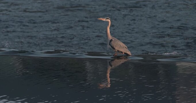Heron bird standing still in river water flying away slow motion