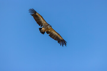 Obraz premium Griffon vulture soaring in blue sky above Verdon Gorges