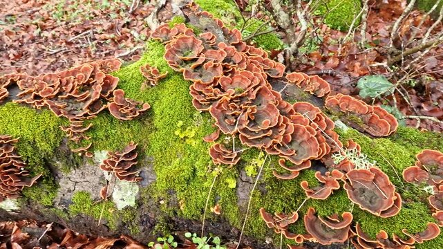 Macro 4K Video of Orange Tree Mushrooms on Old Stumps with Large Hollow Tree and Fluffy Green Moss on Volcanic Boulders in Misty Beech Forest Monte Cimino Italy