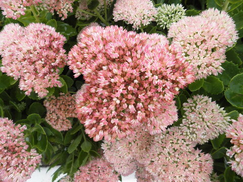 Close-up of blooming Sedum spectabile in the background