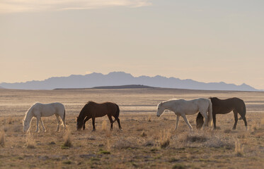 Fototapeta premium Wild Horses in the Utah Desert in Springtime