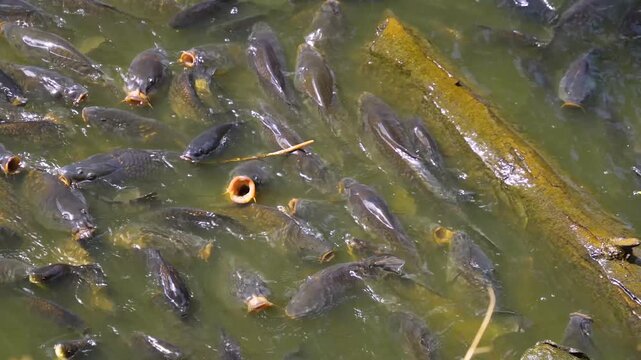 Close up carp fish begging on the water surface of a lake opening their mouth on a sunny summer day