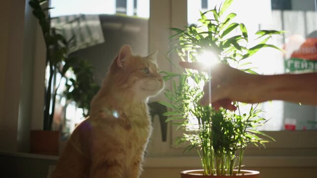 Mischievous ginger cat sitting on a windowsill gets scolded with a wagging finger for chewing on a green plant, then receives loving pets from its owner in the bright morning sunlight