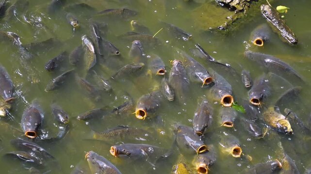 Close up carp fish begging on the water surface of a lake opening their mouth on a sunny summer day