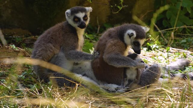 Close up of young ring-tailed lemur monkey sitting around in high grass and eating on a sunny summer day
