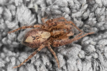 Tiny brown mottled Anyphaena accentuata spider on grey fuzzy textile surface, close up view for macro details © Henk