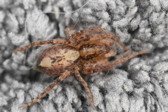 Tiny brown mottled Anyphaena accentuata spider on grey fuzzy textile surface, close up view for macro details
