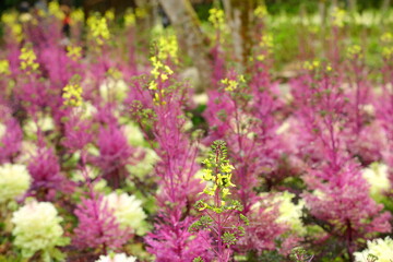 Obraz premium Ornamental Kale (Color Cabbage or Ornamental Cabbage or Flowering Cabbage) flowers blooming in the garden 
