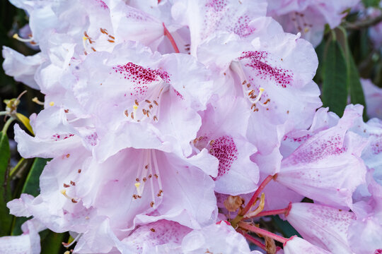 Gros plan sur une grappe de fleurs de rhododendron rose p&acirc;le avec macules pourpres