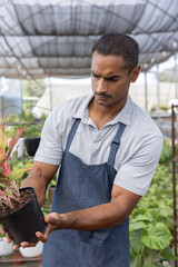 Obraz premium Indian man wearing grey polo and dark apron inspecting black plastic pot in greenhouse nursery