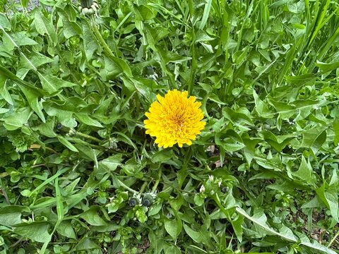 Fiorellino di Tarassaco giallo, dente di leone, soffione tra l'erba fitta