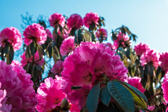 Floraison spectaculaire de rhododendrons roses sous un ciel bleu azur au printemps