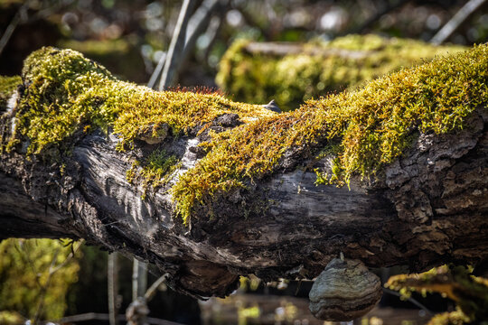 Gros plan sur une branche d'arbre couverte de mousse dor&eacute;e et de champignons polypores