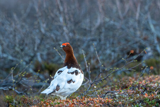 Closeup of male Willow ptarmigan, Lagopus lagopus, standing on the ground surrounded by leafless shrubs in early spring in Finnish Lapland, Northern Europe