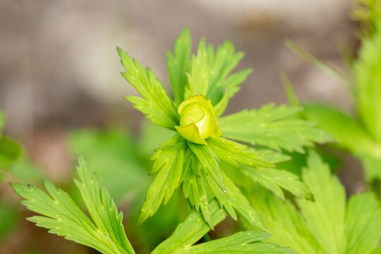 Close-up of a globeflower bud about to bloom in natural light