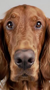 extreme close-up video of a loyal irish setter dog's head, auburn fur, gentle gaze, on a clean white background with bokeh, profound unconditional love and reassurance concept