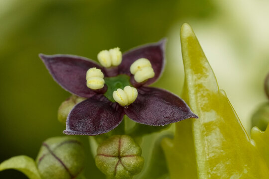 Extreme macro on a single flower of the Japanese aucuba or laurel , Aucuba japonica in the garden