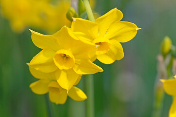 Fototapeta premium Dainty yellow cluster Narcissus ‘Baby Boomer’ daffodil in flower.