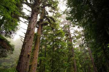 Fototapeta premium The Fog Rolls in on the James Irvine Trail Redwoods, Prairie Creek Redwoods State Park, California