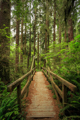 Obraz premium Bridge on the James Irvine Trail Redwoods, Prairie Creek Redwoods State Park, California